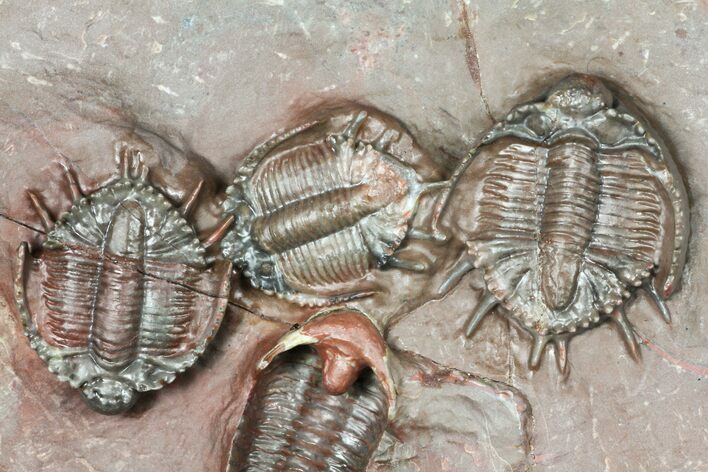 Cluster of Basseiarges & Phacopid Trilobites - Jorf, Morocco #131292